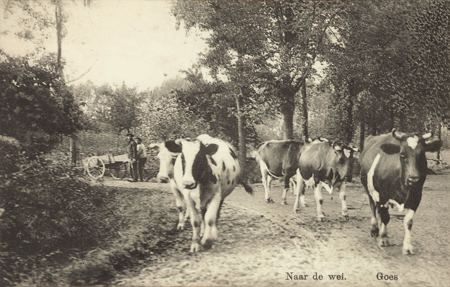 Koeien in het weidegebied ten zuiden van de stad, ca. 1920.