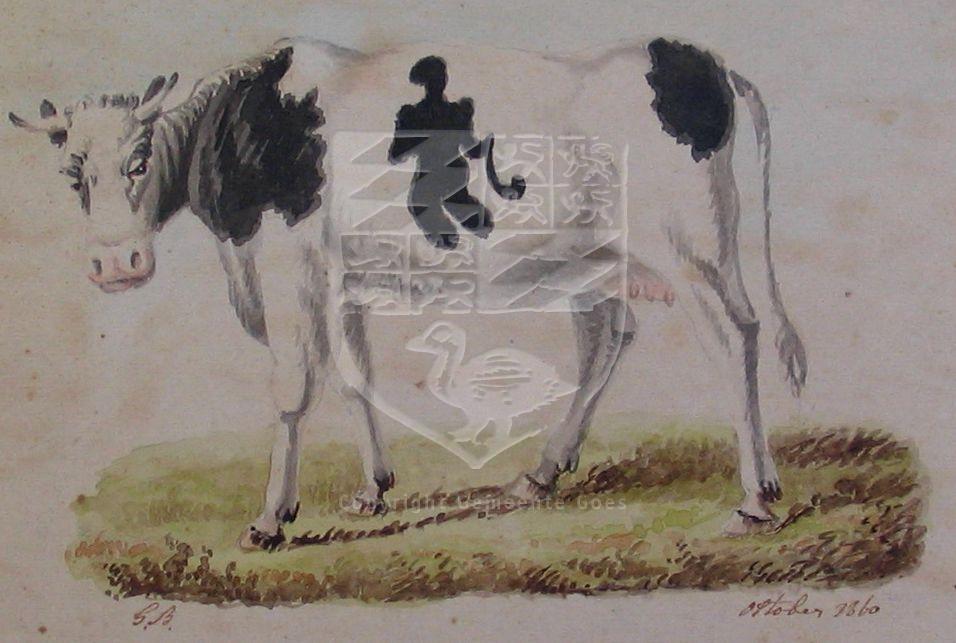 Aquarel van een koe met een vlek in de vorm van een Duitse marskramer met pijp, G. Braam, 1860. HMDB.