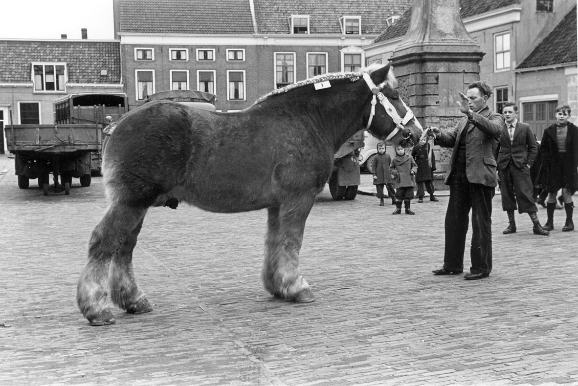 Keuring van trekpaarden op de Beestenmarkt, 1950.