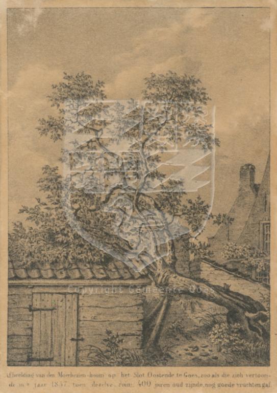 De moerbeiboom bij Slot Oostende, ca. 1860, litho naar aquarel door A. Brandt uit 1817. GAG.HTA.