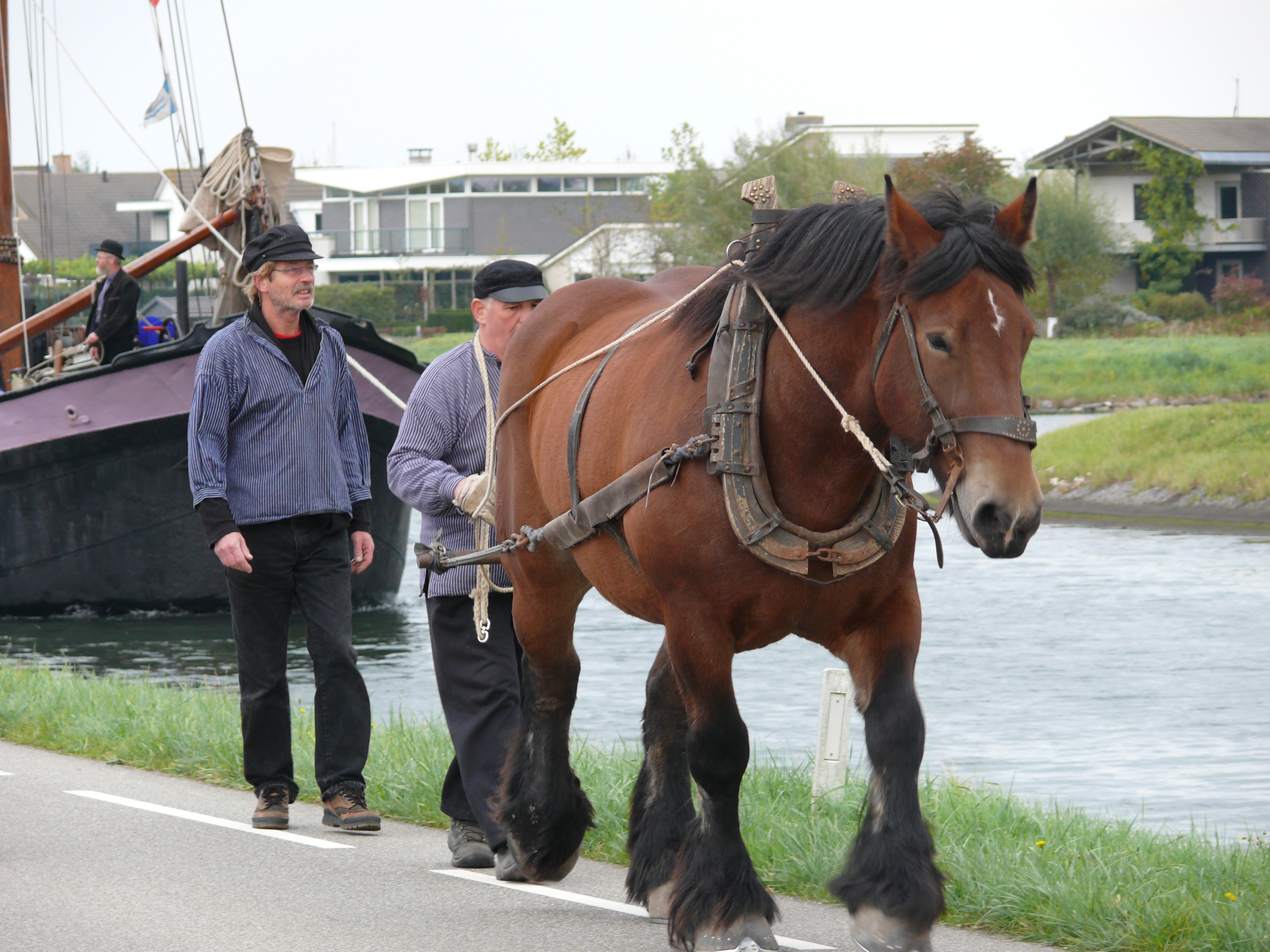 Een trekpaard sleept een oud beurtschip door het kanaal bij Goes, bietentocht 2010.