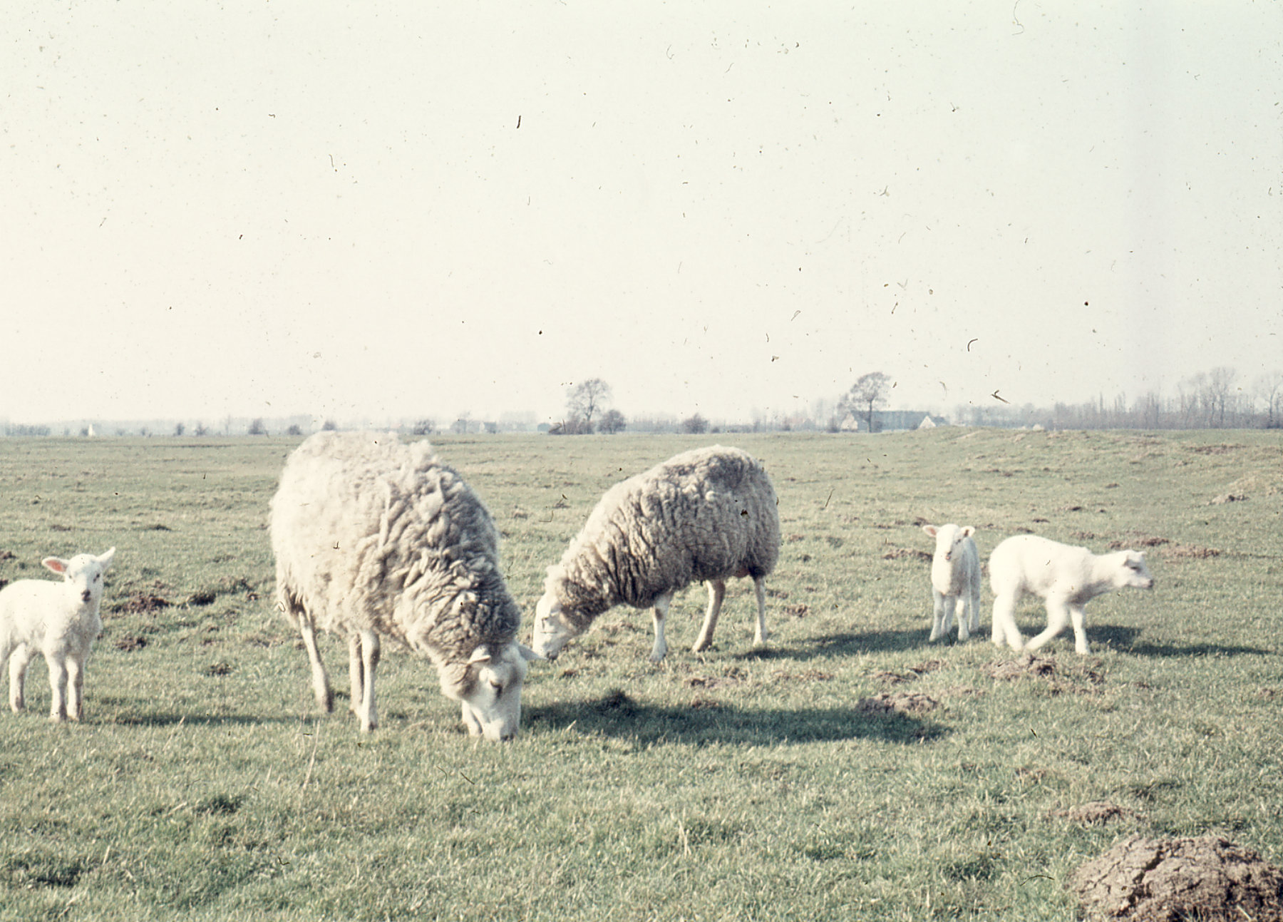 Goes, weidegebied de Poel met schapen, 1958.