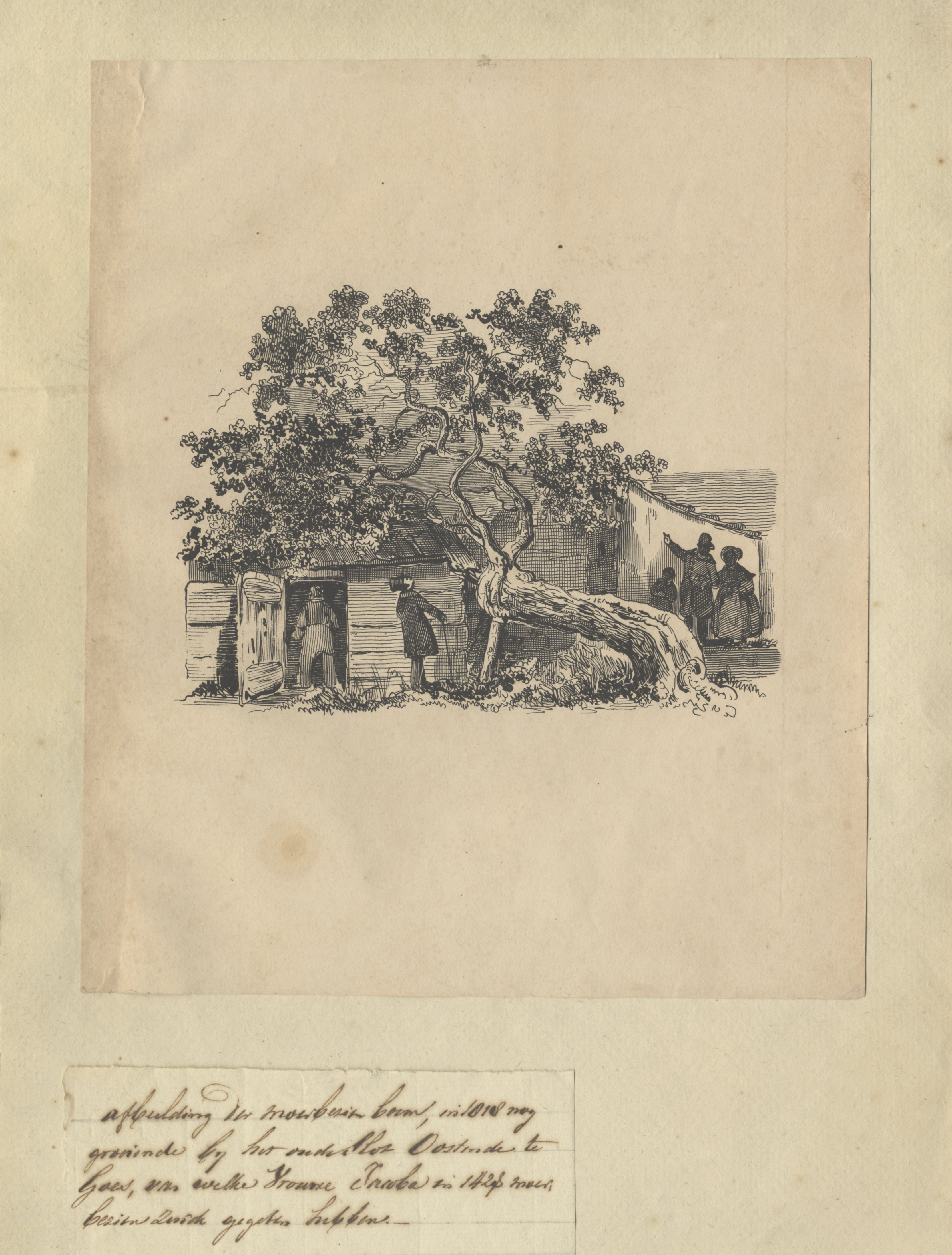 Gravure van de moerbeiboom bij Slot Oostende, ca. 1840. GAG.HTA.