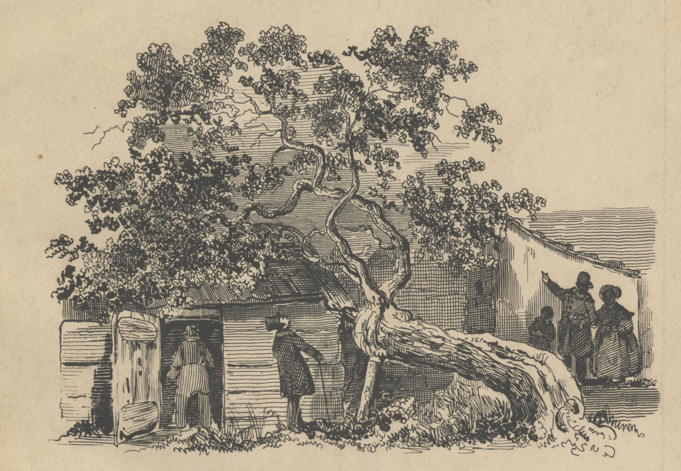 Gravure van de moerbeiboom bij Slot Oostende, ca. 1840. GAG.HTA.