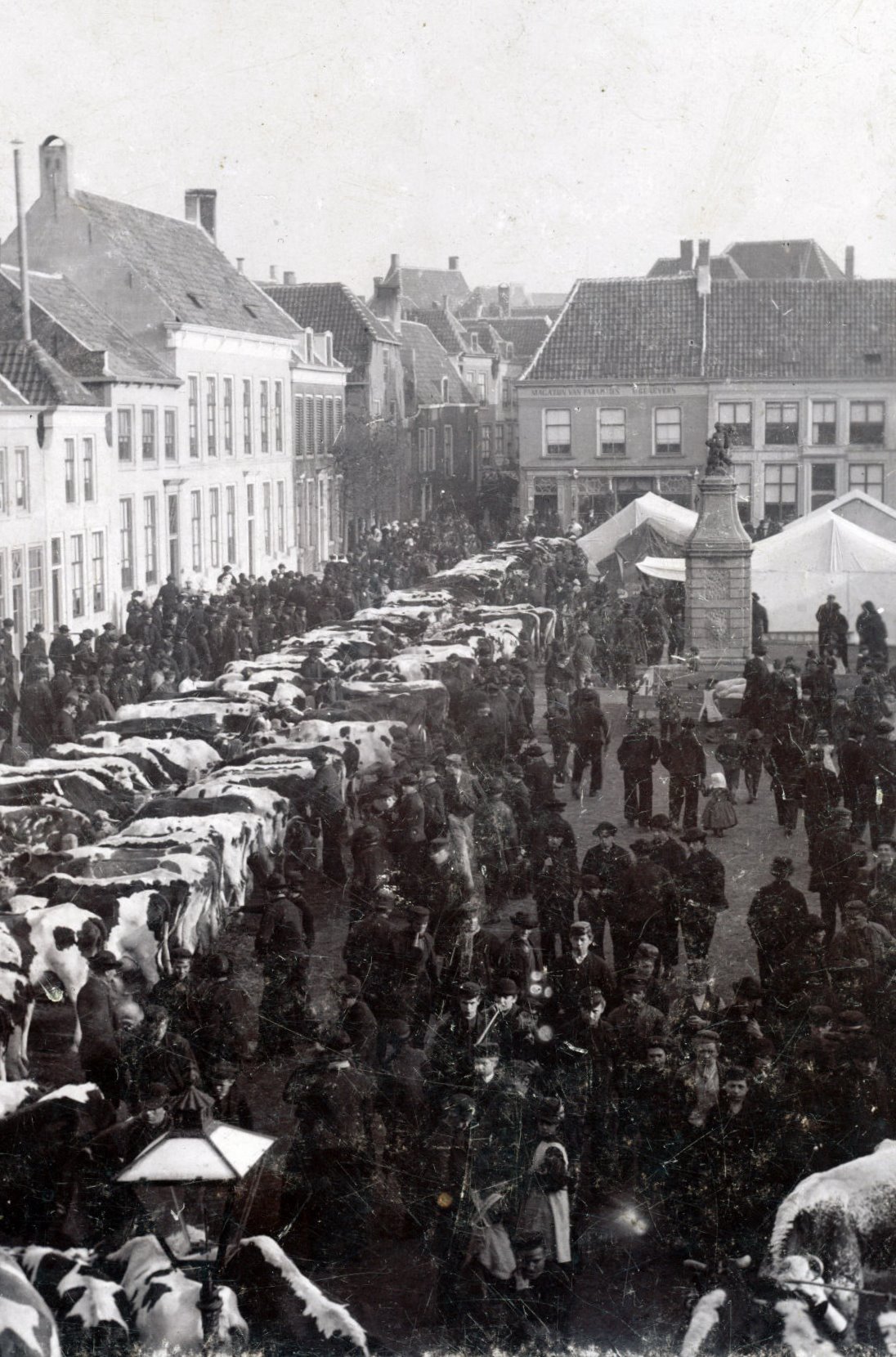 Beestenmarkt met koeien, ca. 1900.