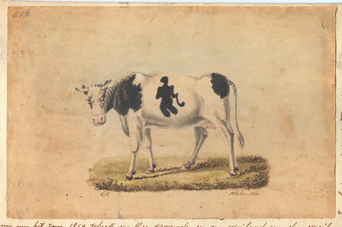 Tekening van een koe met een merkwaardige vlek, 1860.