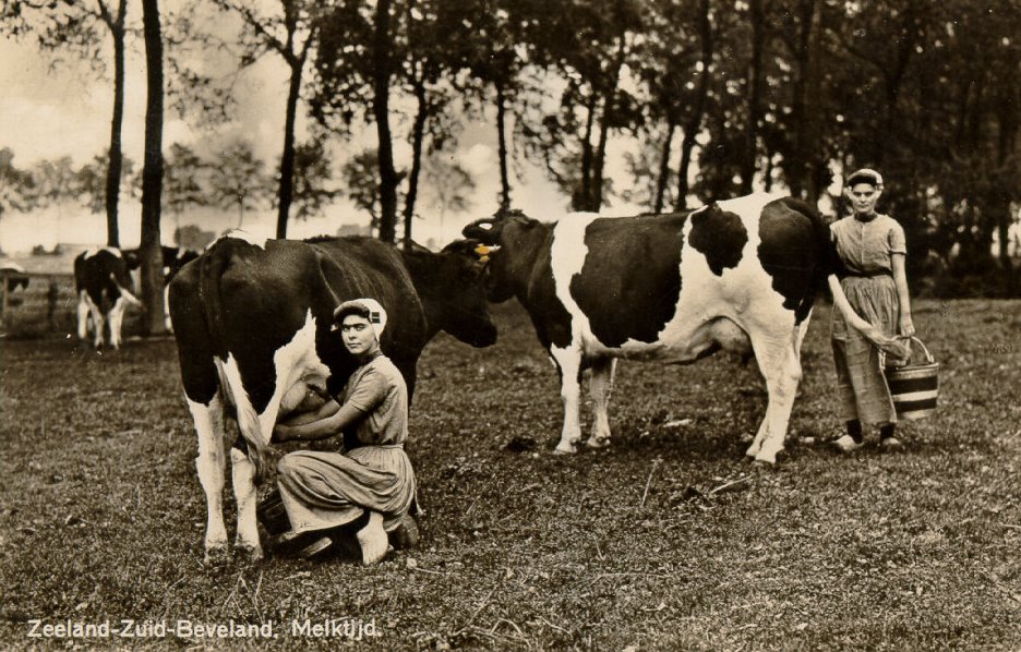 Melktijd op het platteland van Zuid-Beveland, 1937.