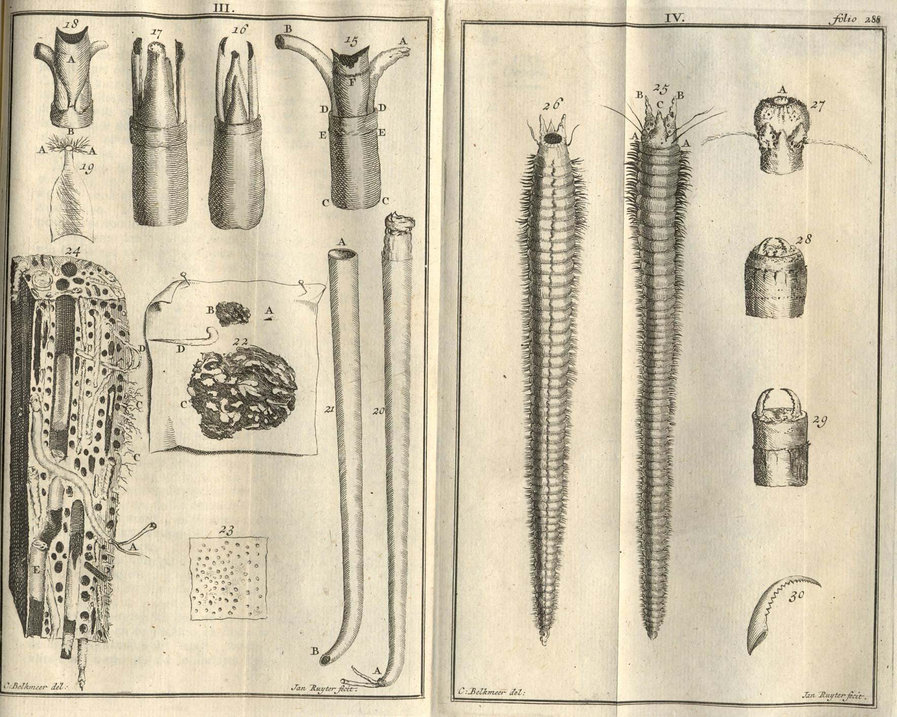 Onderzoekingen van de paal- of zeeworm, 1733.