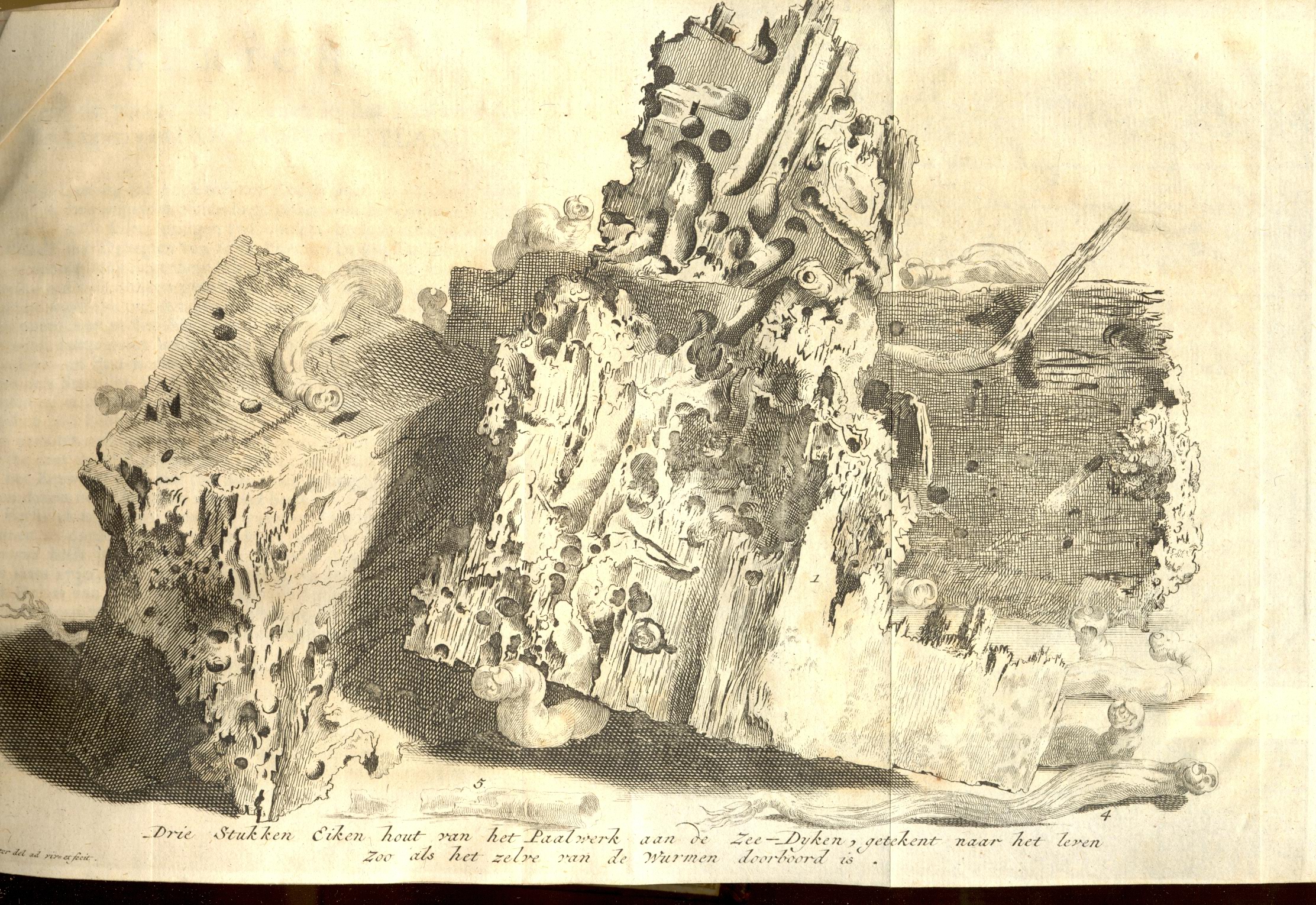 Door paalworm verwoest hout van dijkbeschoeiing, 1732.