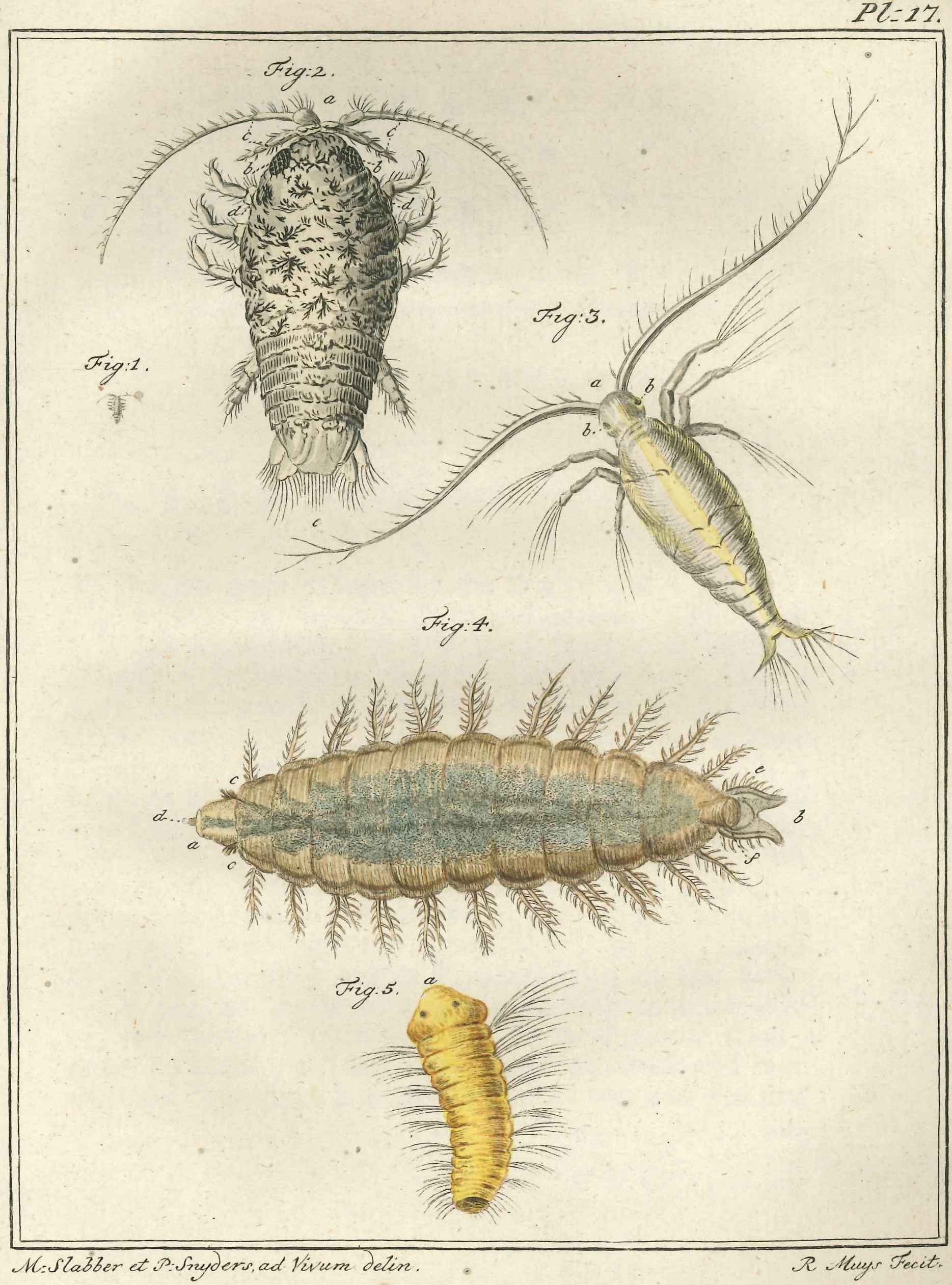 Ingekleurde gravures met een agaat-pissebed, zeewaterluis, zeerups en zeediertje, 1779.